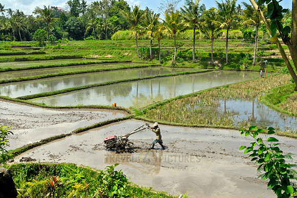 Rice fields of Bali