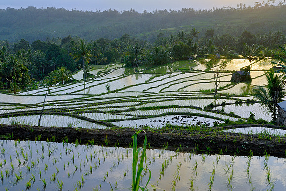 Rice fields of Bali