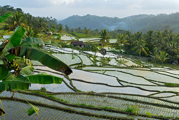 Rice fields of Bali