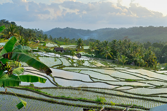 Rice fields of Bali