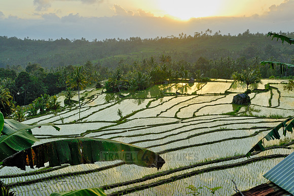 Rice fields of Bali