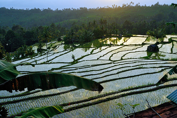 Rice fields of Bali
