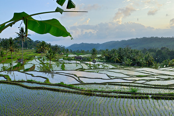 Rice fields of Bali
