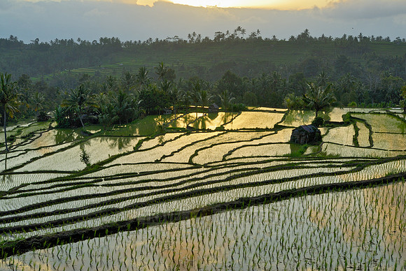 Rice fields of Bali