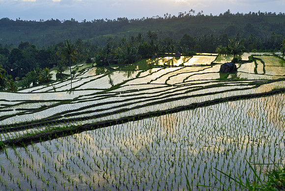 Rice fields of Bali