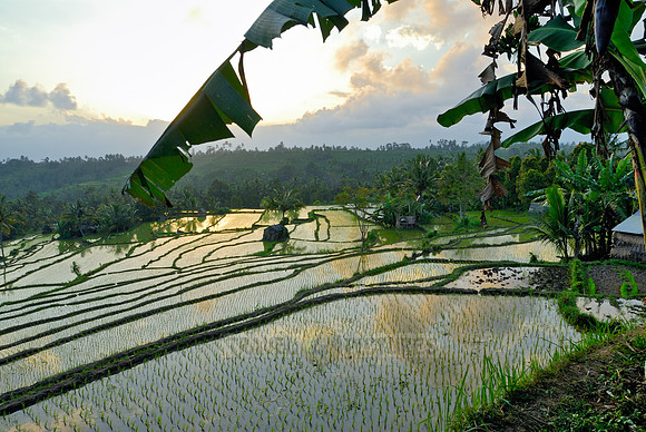Rice fields of Bali