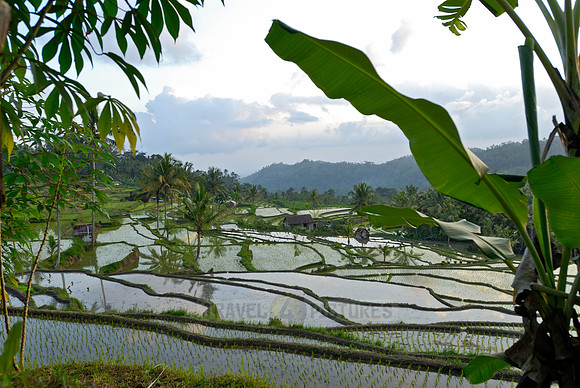 Rice fields of Bali