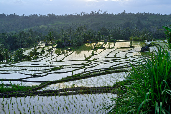 Rice fields of Bali