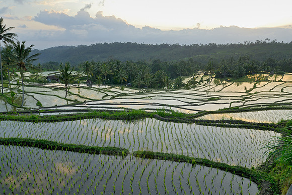 Rice fields of Bali