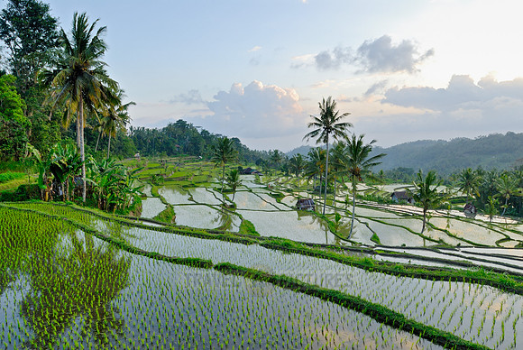 Rice fields of Bali