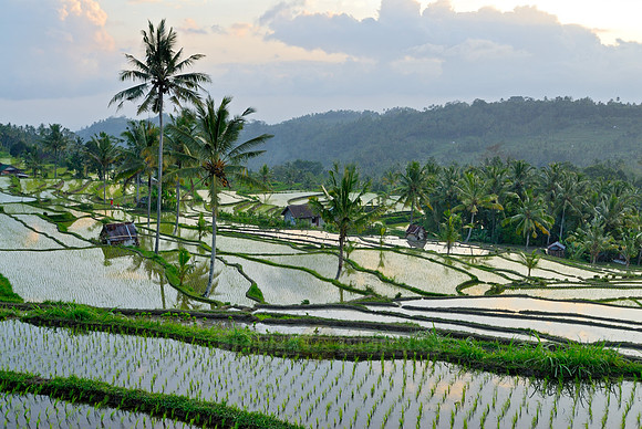 Rice fields of Bali