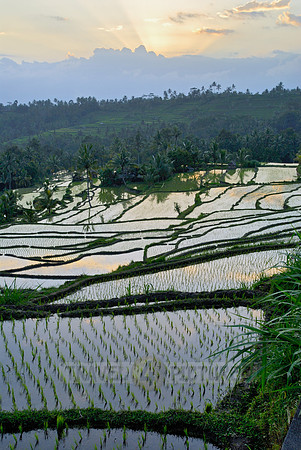 Rice fields of Bali