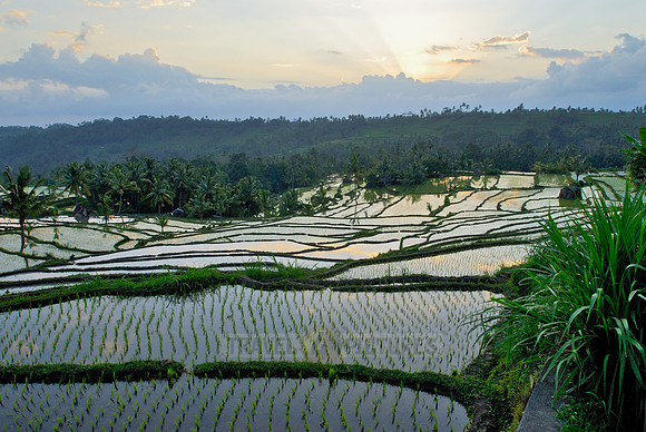 Rice fields of Bali