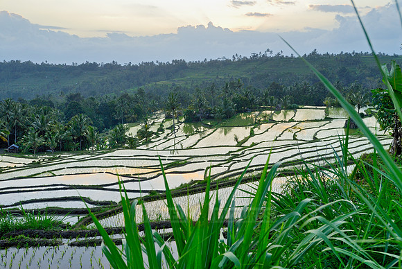 Rice fields of Bali