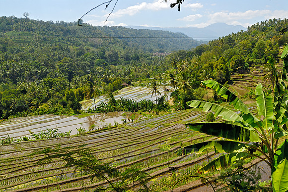 Rice fields of Bali