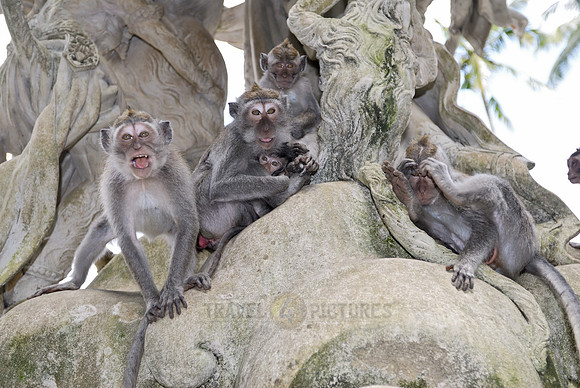 Javanese macaque in Pura Bukit Sari Temple