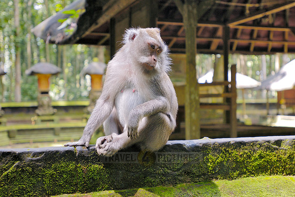 Javanese macaque in Pura Bukit Sari Temple