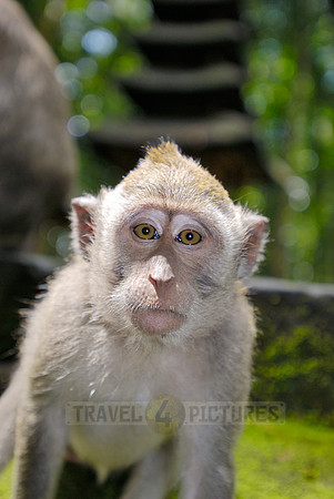 Javanese macaque in Pura Bukit Sari Temple