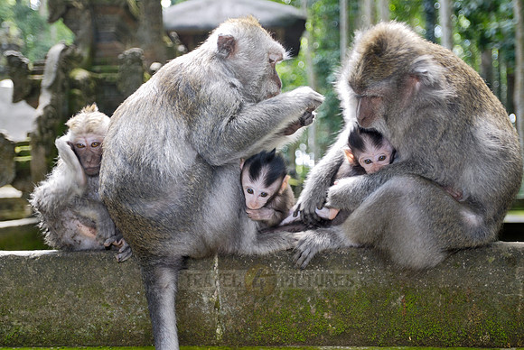 Javanese macaque in Pura Bukit Sari Temple