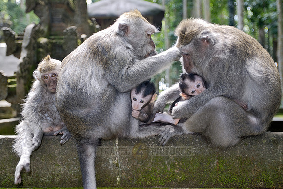 Javanese macaque in Pura Bukit Sari Temple