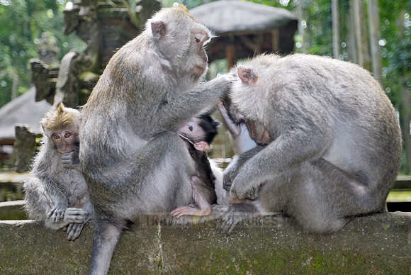 Javanese macaque in Pura Bukit Sari Temple
