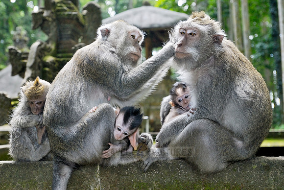 Javanese macaque in Pura Bukit Sari Temple