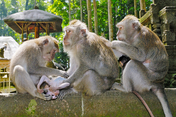 Javanese macaque in Pura Bukit Sari Temple
