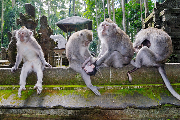 Javanese macaque in Pura Bukit Sari Temple