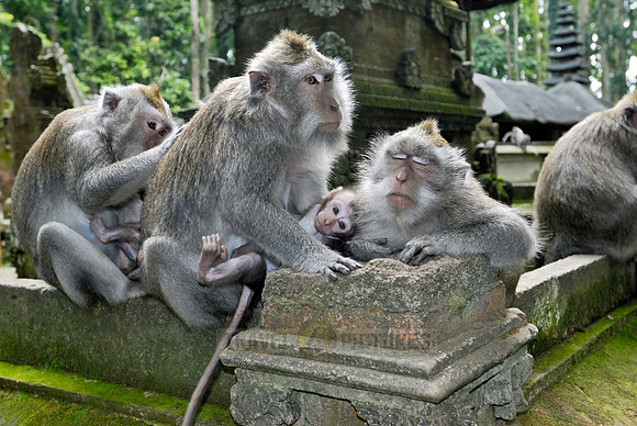 Javanese macaque in Pura Bukit Sari Temple