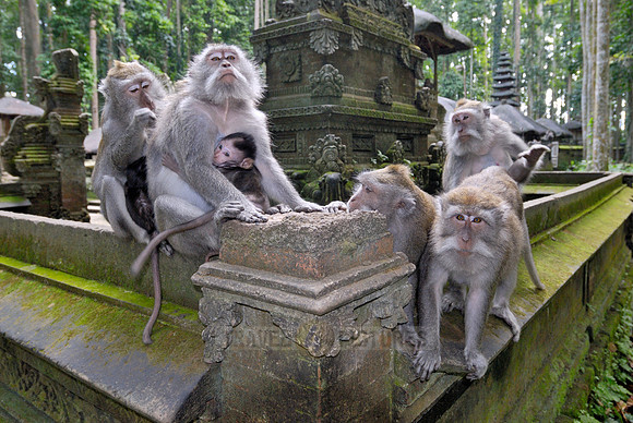 Javanese macaque in Pura Bukit Sari Temple