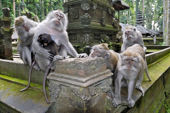 Javanese macaque in Pura Bukit Sari Temple