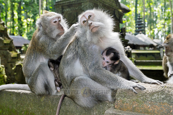 Javanese macaque in Pura Bukit Sari Temple