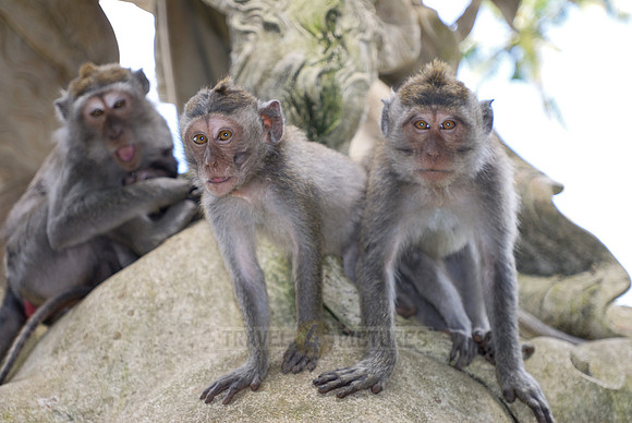 Javanese macaque in Pura Bukit Sari Temple