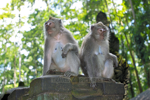 Javanese macaque in Pura Bukit Sari Temple