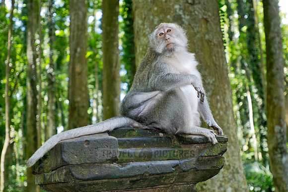 Javanese macaque in Pura Bukit Sari Temple