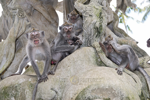 Javanese macaque in Pura Bukit Sari Temple