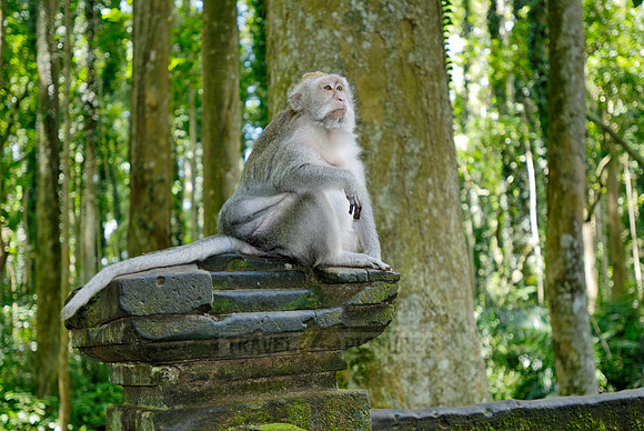 Javanese macaque in Pura Bukit Sari Temple