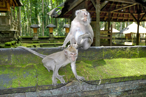 Javanese macaque in Pura Bukit Sari Temple