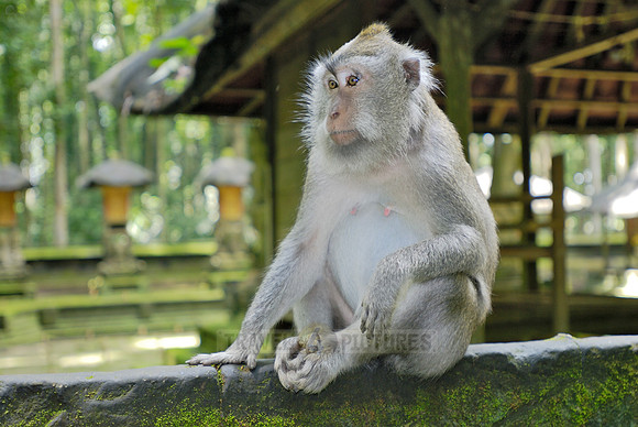 Javanese macaque in Pura Bukit Sari Temple