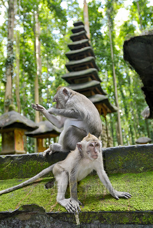 Javanese macaque in Pura Bukit Sari Temple
