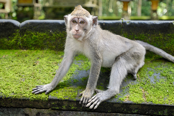 Javanese macaque in Pura Bukit Sari Temple