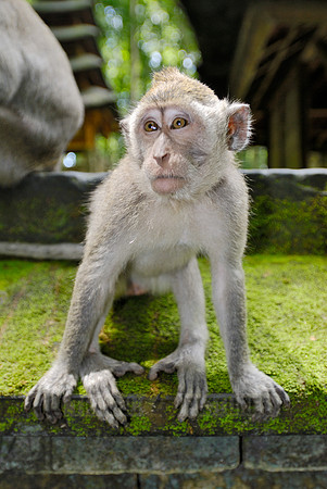 Javanese macaque in Pura Bukit Sari Temple