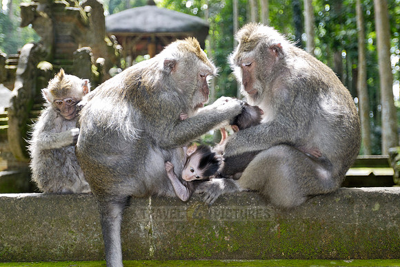 Javanese macaque in Pura Bukit Sari Temple