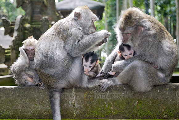 Javanese macaque in Pura Bukit Sari Temple
