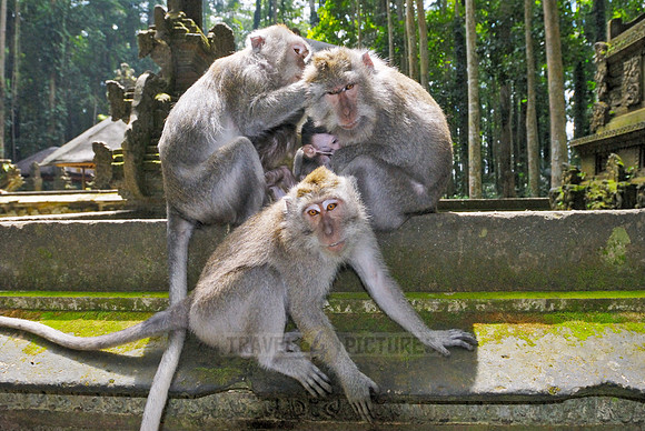 Javanese macaque in Pura Bukit Sari Temple