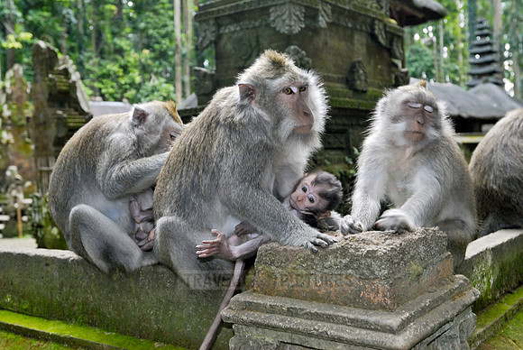 Javanese macaque in Pura Bukit Sari Temple