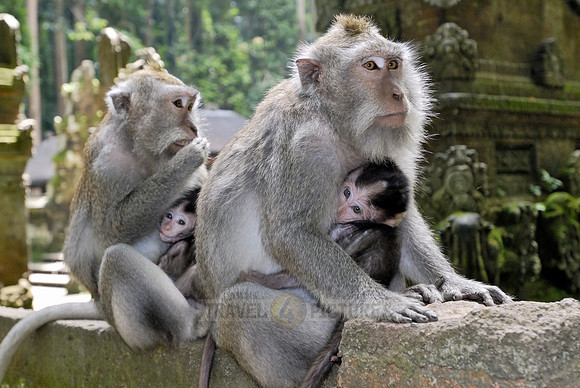 Javanese macaque in Pura Bukit Sari Temple