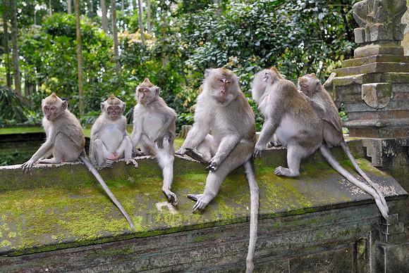 Javanese macaque in Pura Bukit Sari Temple