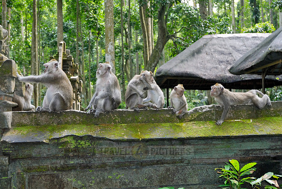Javanese macaque in Pura Bukit Sari Temple