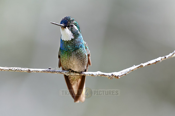 male white-throated mountaingem or white-throated mountain-gem (Lampornis castaneoventris)